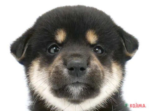 千葉県の柴犬(標準サイズ) (コジマウエルケアセンター/2024年5月3日生まれ/女の子/黒)の子犬