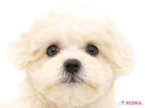 東京都のボロニーズ (コジマ花小金井店/2024年5月2日生まれ/女の子/ホワイト)の子犬