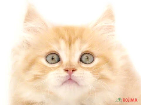 埼玉県のマンチカン (コジマ和光店/2024年5月5日生まれ/男の子/レッドタビーホワイト)の子猫