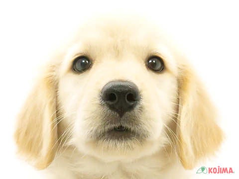 東京都のゴールデンレトリバー (コジマアリオ北砂店/2024年5月3日生まれ/女の子/ゴールデン)の子犬