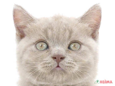 東京都のブリティッシュショートヘアー (コジマGRAND亀戸店/2024年5月3日生まれ/男の子/ライラック)の子猫