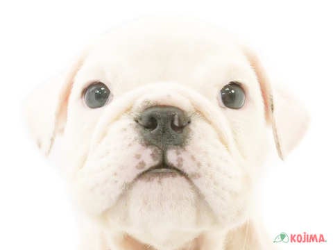 東京都のブルドッグ (コジマ練馬店/2024年4月19日生まれ/男の子/ホワイト)の子犬