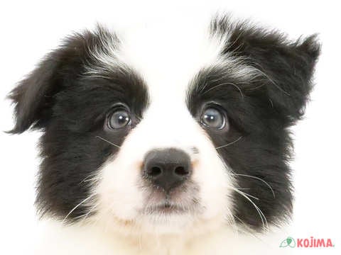 千葉県のボーダーコリー (コジマアリオ蘇我店/2024年5月1日生まれ/男の子/ブラックホワイト)の子犬