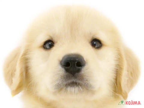 千葉県のゴールデンレトリバー (コジマアリオ蘇我店/2024年5月4日生まれ/男の子/ゴールデン)の子犬