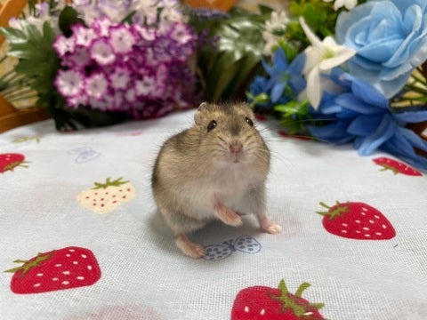 他にも沢山のハムちゃんがおります✨是非八王子店までお越し下さい♪♪