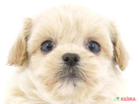 千葉県のペキプー(ペキニーズ×プードル) (コジマ四街道店/2024年2月3日生まれ/男の子/クリーム)の子犬