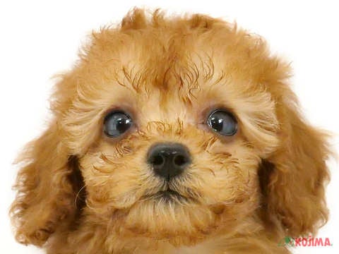 東京都のトイプードル(トイ) (コジママチノマ大森店/2024年5月5日生まれ/男の子/アプリコット)の子犬