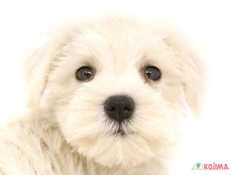 神奈川県のミニチュアシュナウザー (コジマ横浜青葉店/2024年5月3日生まれ/女の子/ホワイト)の子犬