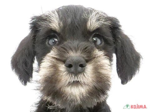 東京都のミニチュアシュナウザー (コジマ練馬店/2024年5月5日生まれ/男の子/ブラックシルバー)の子犬