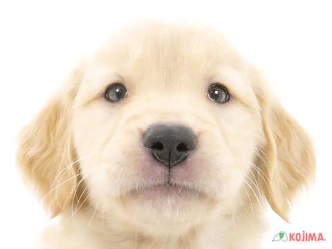 千葉県のゴールデンレトリバー (コジマアリオ市原店/2024年5月3日生まれ/女の子/ゴールデン)の子犬
