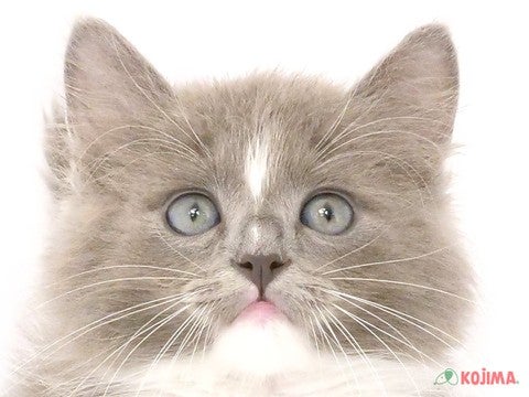 神奈川県のラガマフィン (コジマニトリモール相模原店/2024年5月5日生まれ/女の子/ブルータビーホワイト)の子猫
