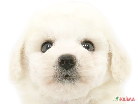 千葉県のビションフリーゼ (コジマ四街道店/2024年5月6日生まれ/男の子/ホワイト)の子犬