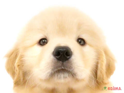 千葉県のゴールデンレトリバー (コジマアリオ柏店/2024年5月8日生まれ/男の子/ゴールデン)の子犬