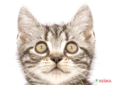 東京都のアメリカンショートヘアー (コジマ新小岩店/2024年5月5日生まれ/男の子/シルバータビー)の子猫