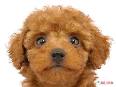 東京都のトイプードル(トイ) (コジマ西篠崎店/2024年5月3日生まれ/男の子/レッド)の子犬
