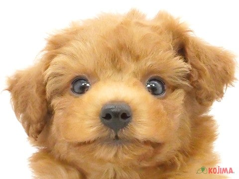 千葉県のトイプードル(トイ) (コジマアリオ蘇我店/2024年4月28日生まれ/女の子/レッド)の子犬
