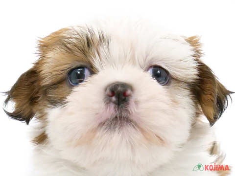 埼玉県のシーズー (コジマ戸田公園店/2024年5月4日生まれ/男の子/ホワイトブラウン)の子犬