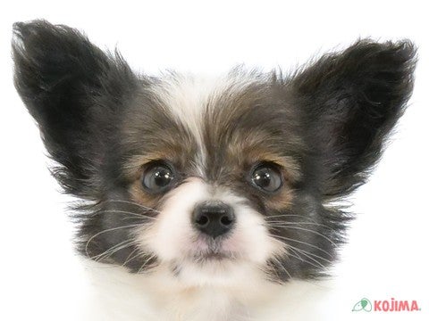 千葉県のパピヨン (コジマアリオ市原店/2024年5月3日生まれ/女の子/ホワイトブラウン)の子犬