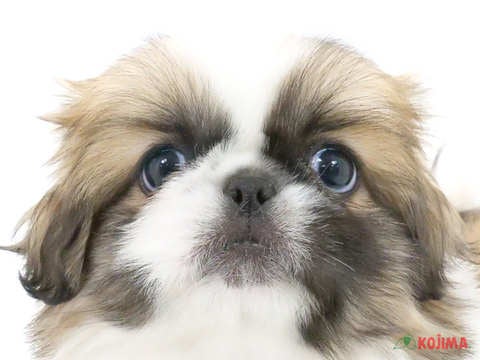 東京都のペキニーズ (コジマ町田店/2024年5月8日生まれ/男の子/レッドホワイト)の子犬
