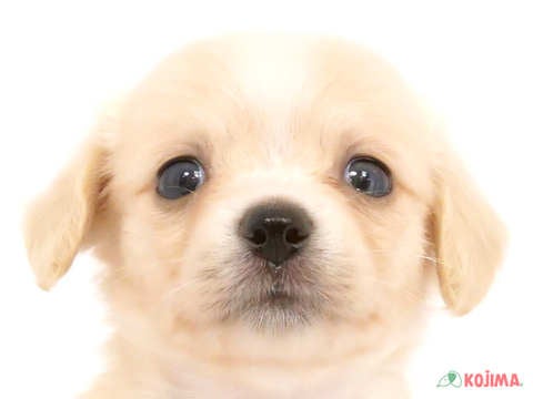 埼玉県のチワックス(チワワ×ダックス) (コジマ三郷店/2024年5月9日生まれ/女の子/ゴールドホワイト)の子犬