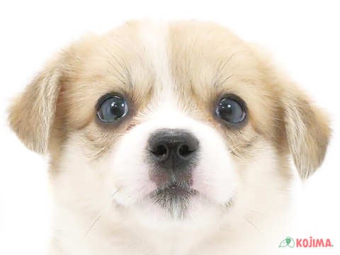 茨城県のハーフ犬・ミックス犬 (コジマイーアスつくば店/2024年5月6日生まれ/男の子/セーブルホワイト)の子犬