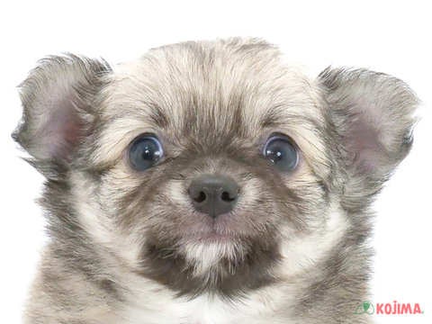千葉県のチワワ(ロング) (コジマ松戸店/2024年5月7日生まれ/男の子/セーブルホワイト)の子犬