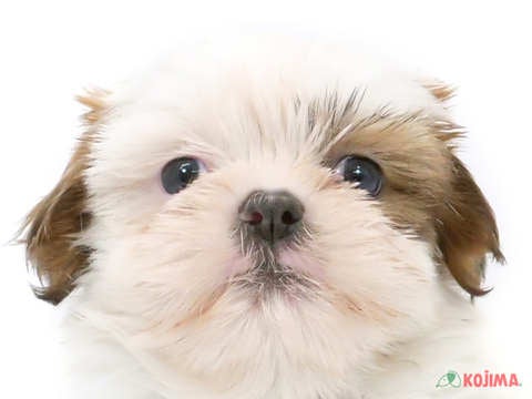 東京都のシーズー (コジマ西篠崎店/2024年5月4日生まれ/男の子/ホワイトブラウン)の子犬