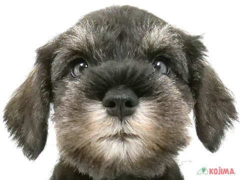 東京都のミニチュアシュナウザー (コジマ国立店/2024年5月5日生まれ/男の子/ソルトペッパー)の子犬