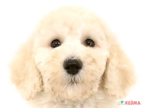 東京都のスタンダードプードル (コジマ練馬店/2024年5月6日生まれ/男の子/ペールフォーン)の子犬