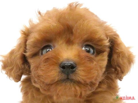 東京都のトイプードル(トイ) (コジマ足立店/2024年5月4日生まれ/男の子/レッド)の子犬