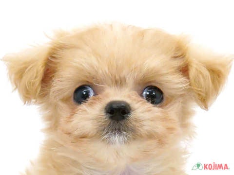 千葉県のチワプー/プーチー(チワワ×プードル) (コジマウエルケアセンター/2024年5月5日生まれ/女の子/アプリコット)の子犬