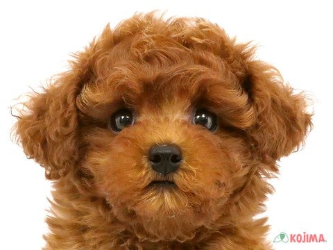 千葉県のトイプードル(トイ) (コジマ松戸店/2024年5月4日生まれ/男の子/レッド)の子犬