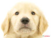 【2024/7/3撮影】「レトリーバー」とは「獲物を回収する犬」の総称だそうです(*^▽^*)