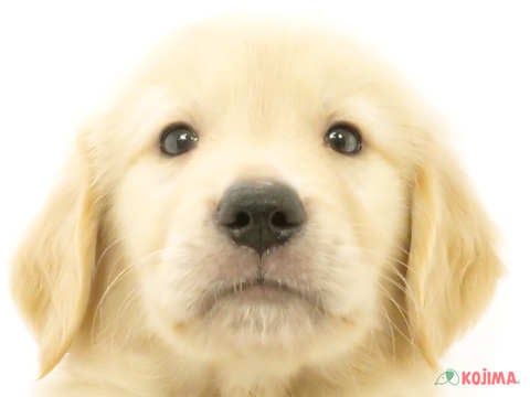 千葉県のゴールデンレトリバー (コジマ松戸店/2024年5月3日生まれ/男の子/ゴールデン)の子犬