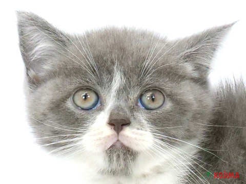 神奈川県のブリティッシュショートヘアー (コジマベイタウン横浜本牧店/2024年5月7日生まれ/女の子/ブルーホワイト)の子猫
