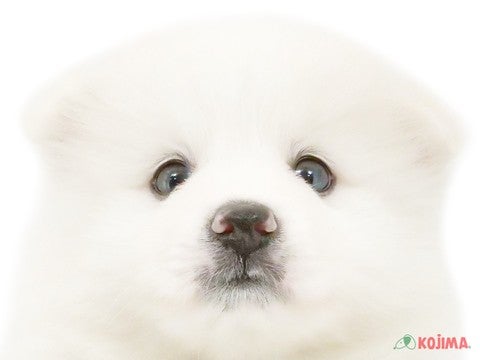 東京都の日本スピッツ (コジマ府中店/2024年5月6日生まれ/男の子/ホワイト)の子犬