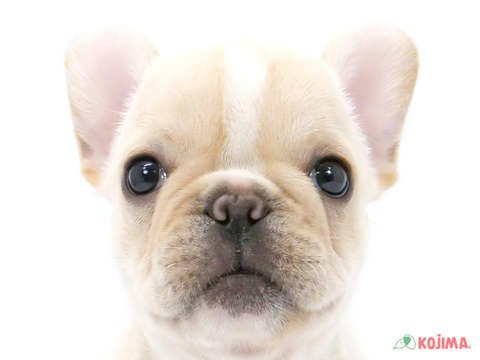 神奈川県のフレンチブルドッグ (コジマ横浜青葉店/2024年5月6日生まれ/女の子/クリーム)の子犬