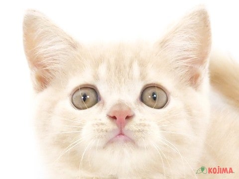 東京都のブリティッシュショートヘアー (コジマアリオ北砂店/2024年5月5日生まれ/男の子/クリーム)の子猫