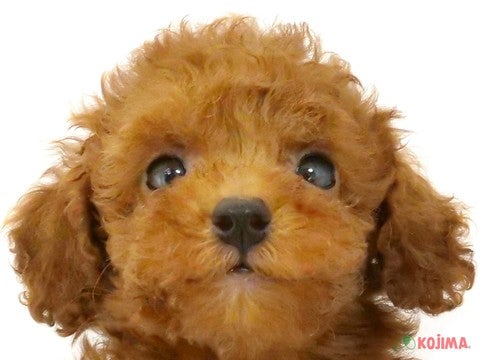 東京都のトイプードル(トイ) (コジマ両国店/2024年5月3日生まれ/男の子/レッド)の子犬