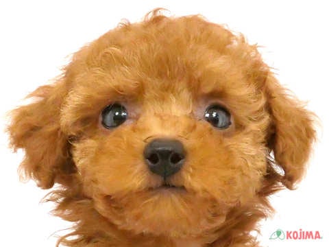 東京都のトイプードル(トイ) (コジマ西篠崎店/2024年5月3日生まれ/女の子/レッド)の子犬