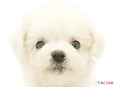 東京都のビションフリーゼ (コジマ足立店/2024年4月27日生まれ/男の子/ホワイト)の子犬