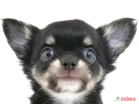 東京都のチワワ(ロング) (コジマ練馬店/2024年5月5日生まれ/男の子/ブラックタンホワイト)の子犬