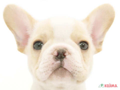 東京都のフレンチブルドッグ (コジマ国立店/2024年5月10日生まれ/男の子/クリームホワイト)の子犬