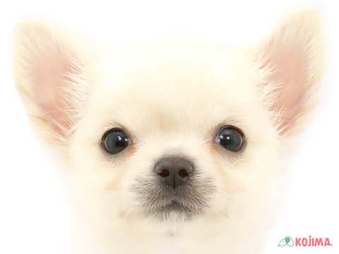 千葉県のチワワ(ロング) (コジマアリオ柏店/2024年5月10日生まれ/男の子/クリーム)の子犬