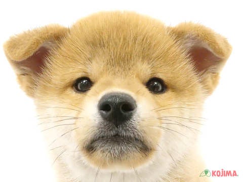 東京都の柴犬(標準サイズ) (コジマ府中店/2024年5月11日生まれ/男の子/赤)の子犬