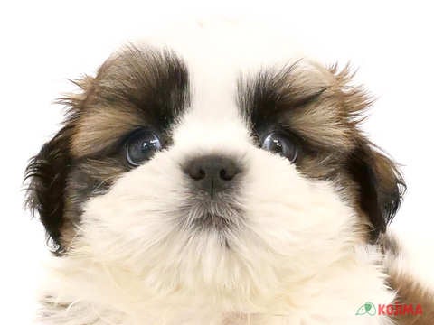 東京都のシーズー (コジマ木場店/2024年5月10日生まれ/男の子/ゴールドホワイト)の子犬