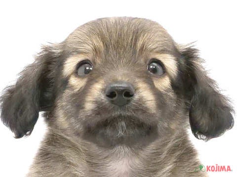 千葉県のチワックス(チワワ×ダックス) (コジマアリオ市原店/2024年5月13日生まれ/男の子/セーブル)の子犬