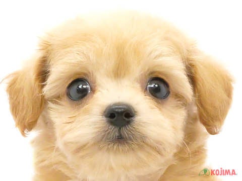 東京都のチワプー/プーチー(チワワ×プードル) (コジマ田端店/2024年5月11日生まれ/男の子/アプリコット)の子犬