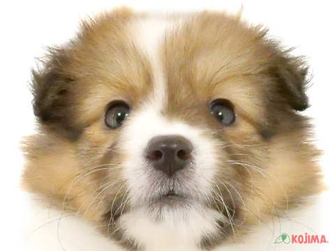 東京都のシェットランドシープドッグ (コジマ木場店/2024年5月11日生まれ/女の子/セーブルホワイト)の子犬
