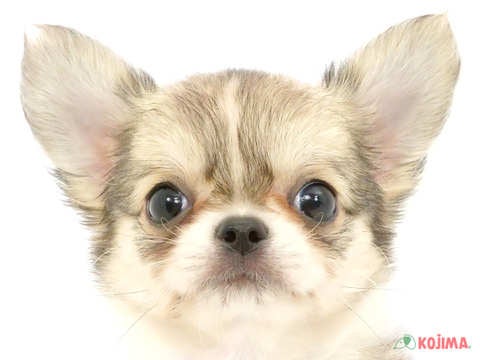 千葉県のチワワ(ロング) (コジマアリオ柏店/2024年5月12日生まれ/男の子/フォーンホワイト)の子犬